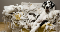 Hundehaftpflicht.png
